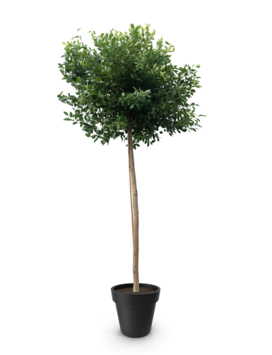 Ficus Autstralis